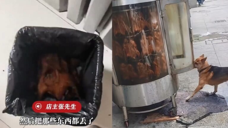 浙江烤鴨店烤爐遭狗隻舔食 店主銷毀27隻鴨通報市監部門