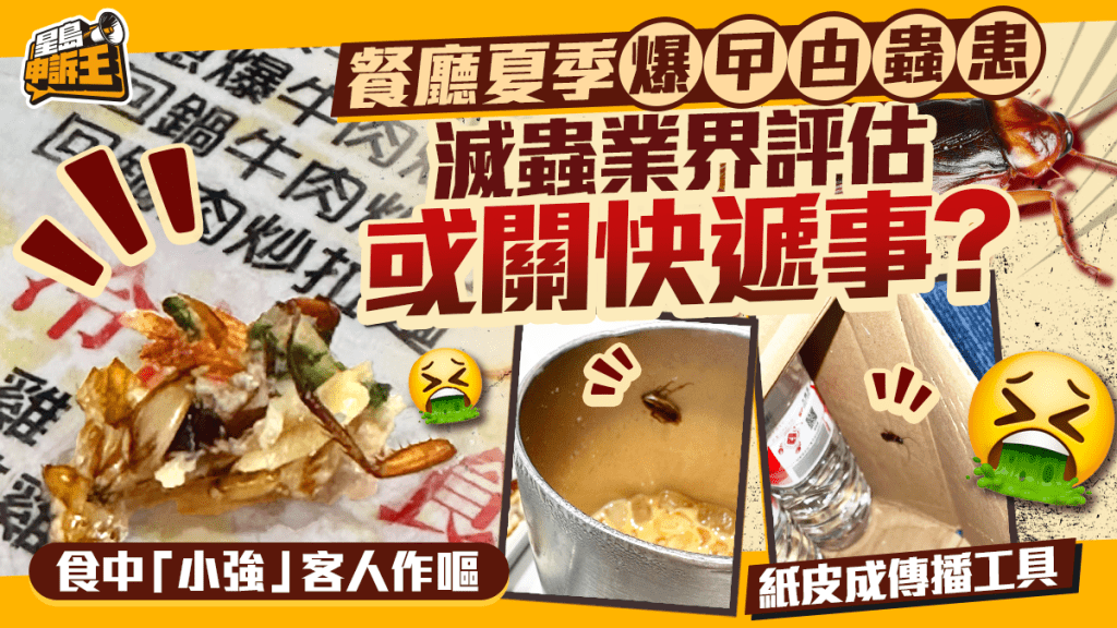 夏季餐廳曱甴問題頻發 業界分析或與物流包裝有關