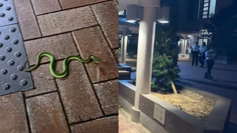 香港大學校園發現青蛇 警方召專家到場處理