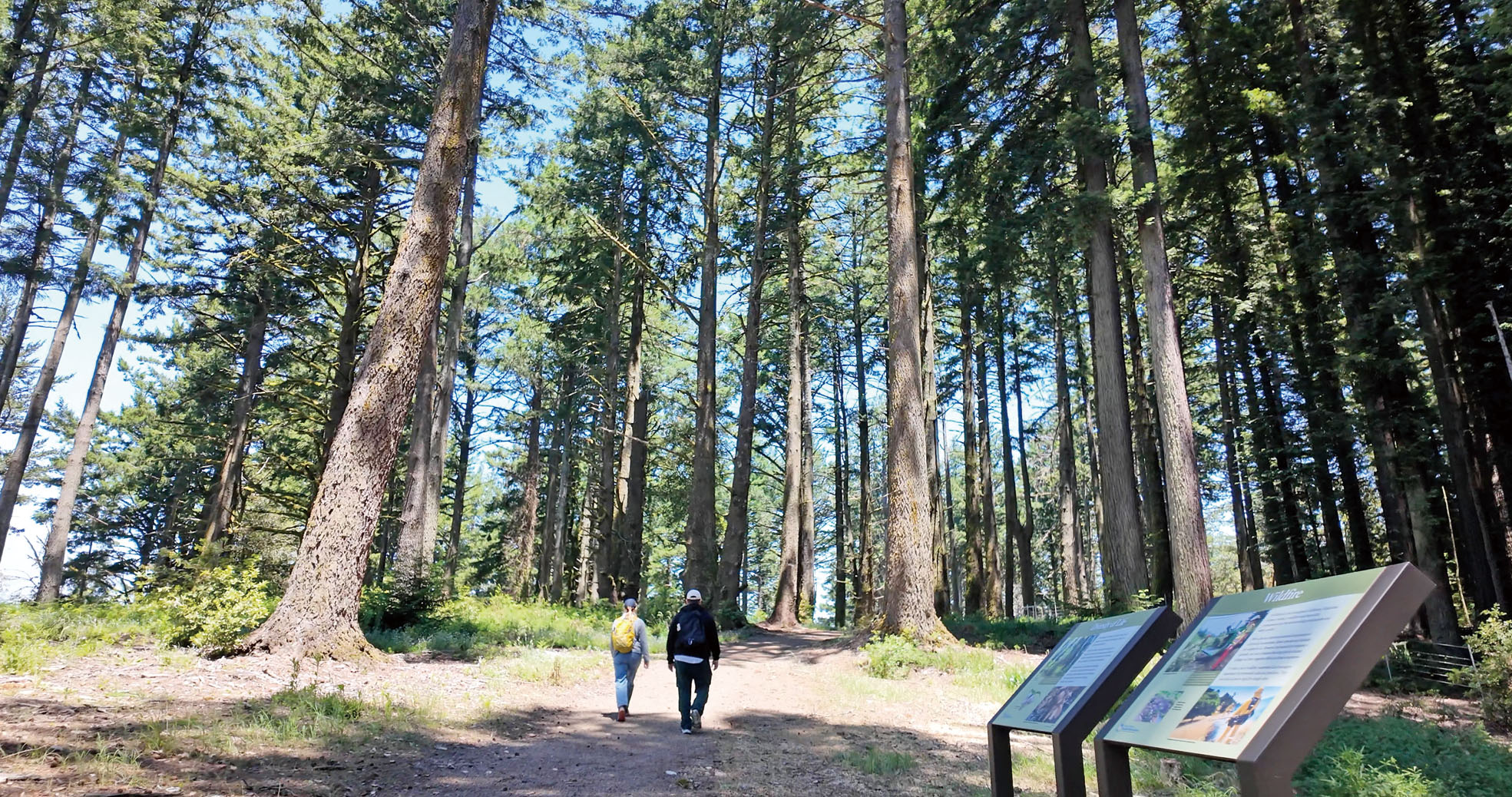 新落成的Skyline Watershed Ridge Trail穿越半島水源保護區林地，沿途設有解說牌，介紹當地水源、生態及野生動物。SFPUC供圖
