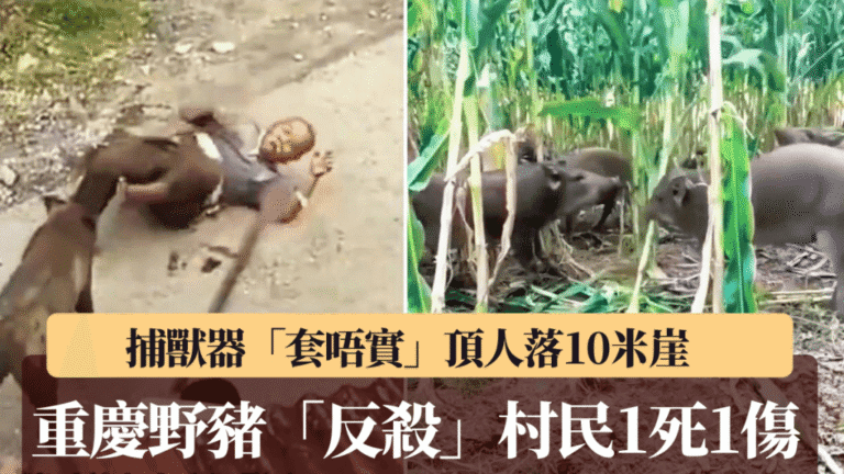 重慶村民設捕獸器反遭野豬襲擊 釀一死一傷