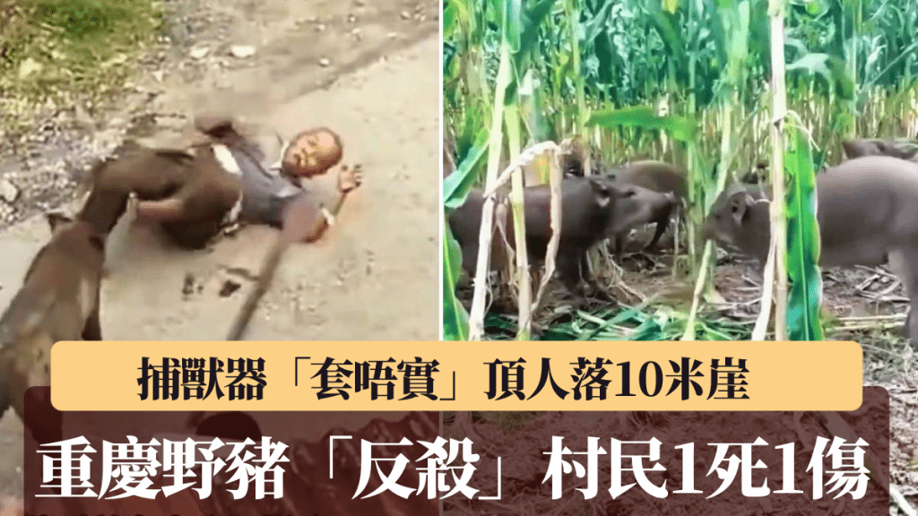 重慶村民設捕獸器反遭野豬襲擊 釀一死一傷