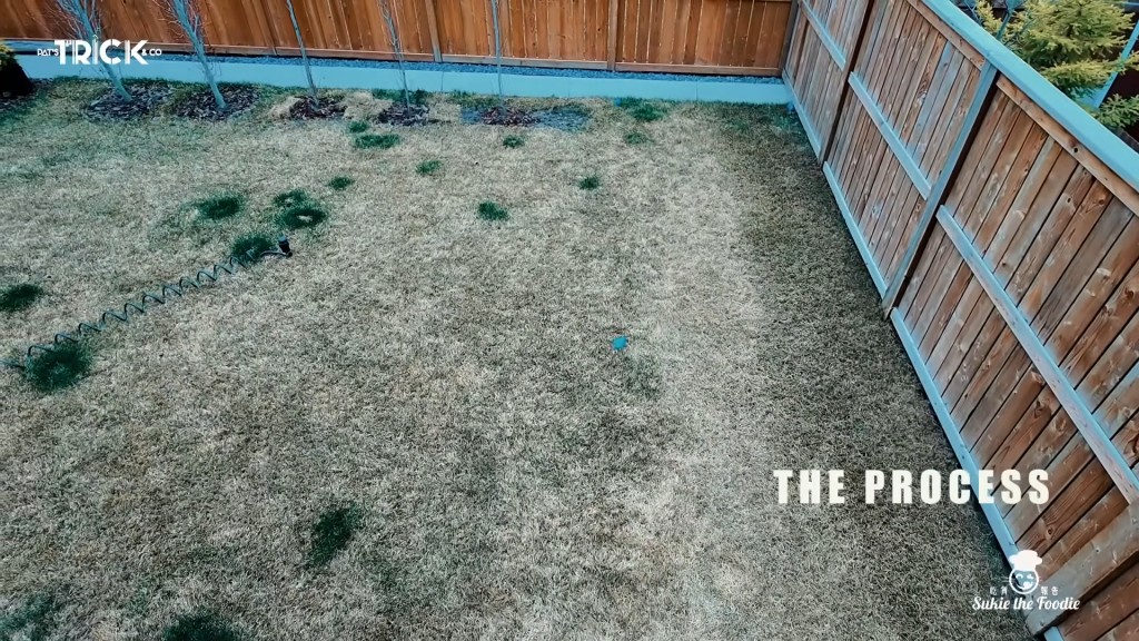 鄧健泓在後花園搭建了一座小屋子。