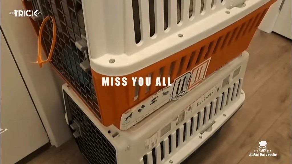 鄧健泓仍保留著當年帶愛犬到加拿大時所用的寵物箱。