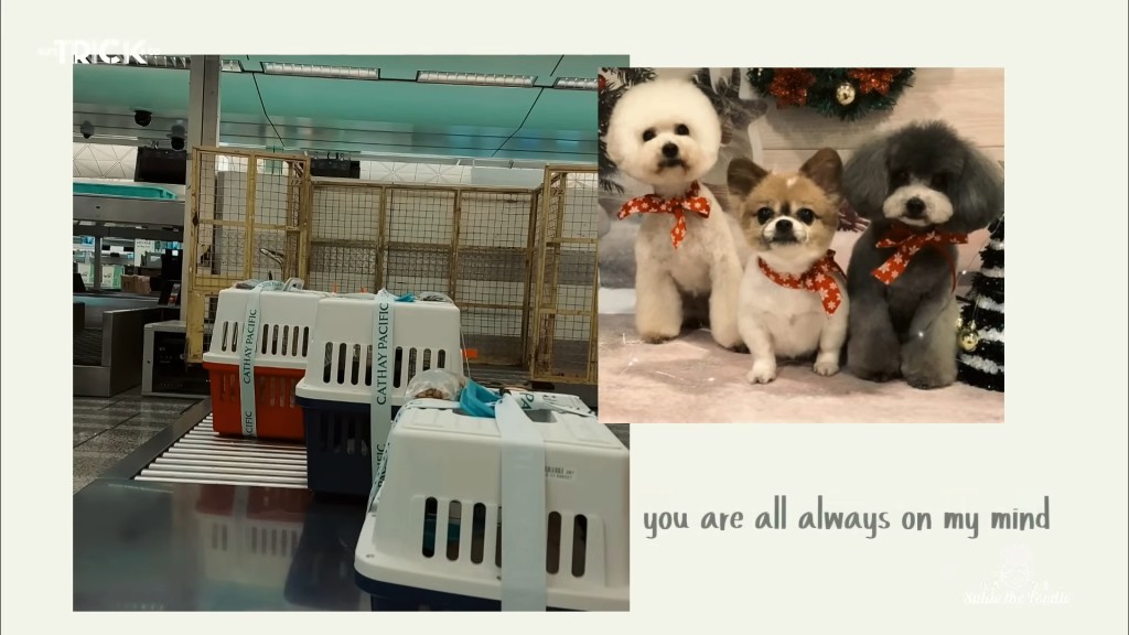 鄧健泓與石詠莉當年帶著愛犬一同移居加拿大。