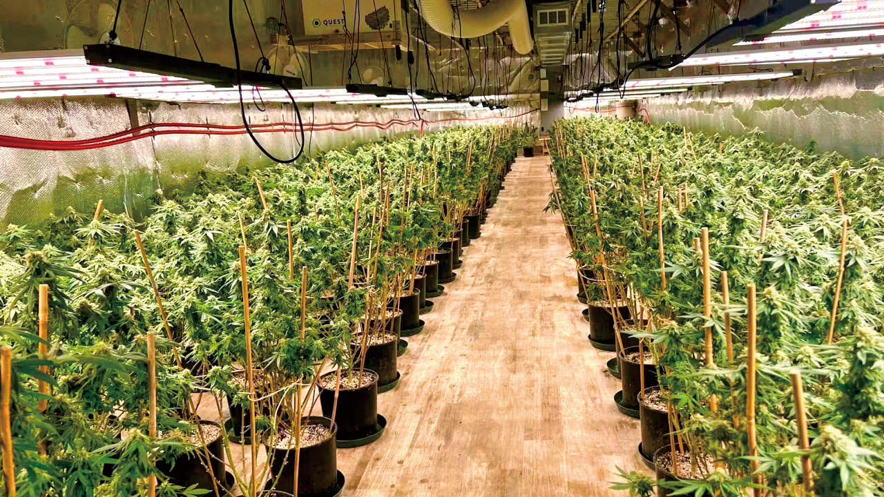 聯邦當局近月一再取締違法大麻種植。