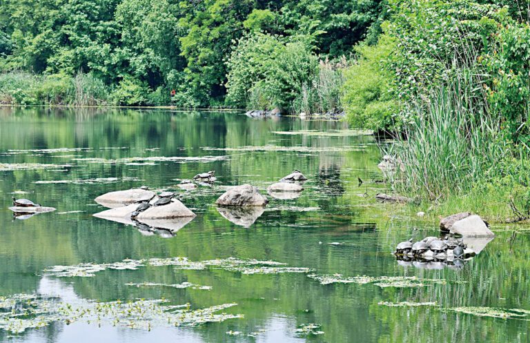 展望公園湖是布碌崙區內唯一的湖。