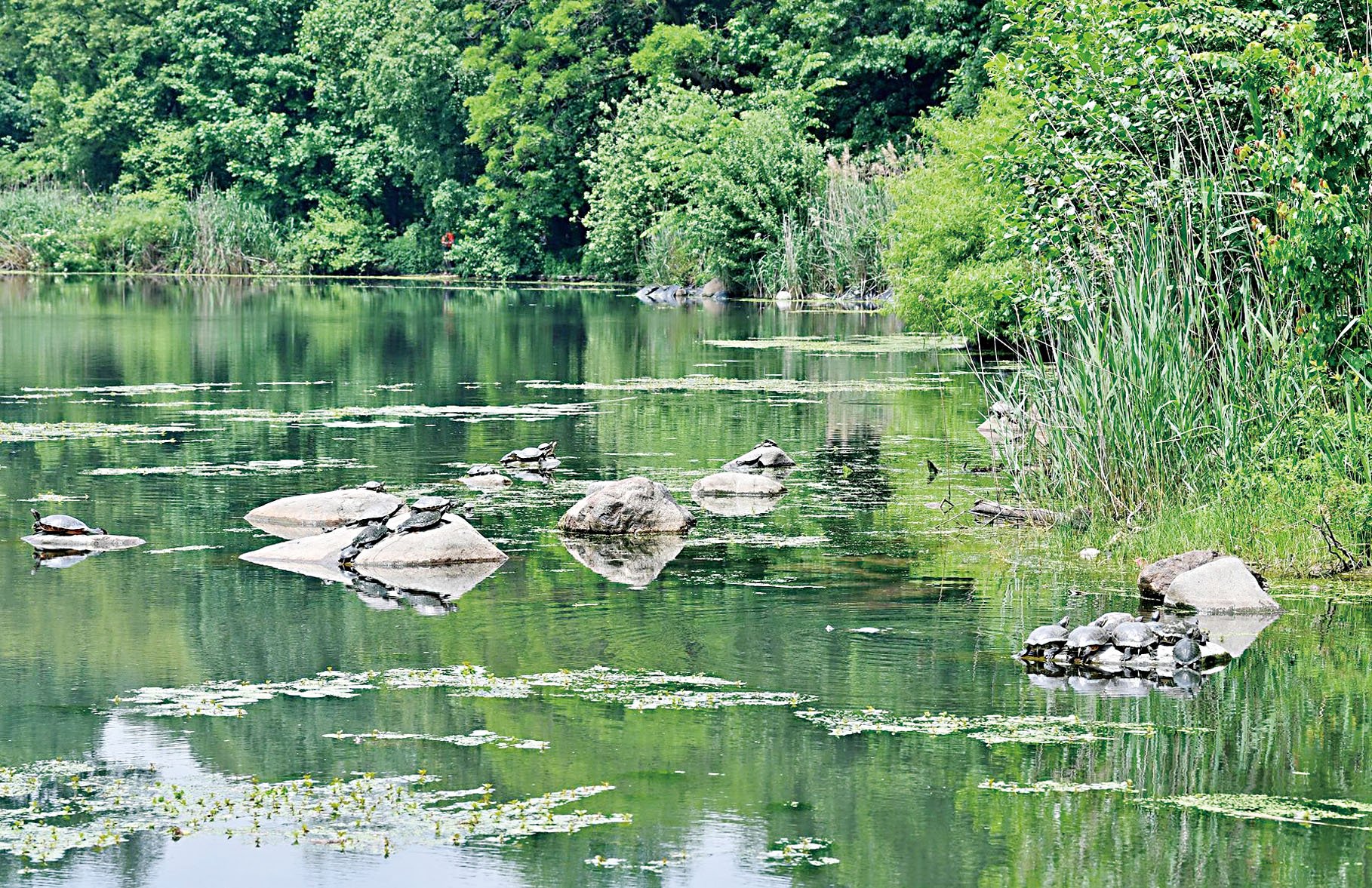 展望公園湖是布碌崙區內唯一的湖。