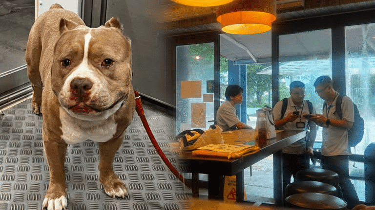 漁護署接投訴調查犬隻品種 十歲老狗被指屬危險狗隻須絕育