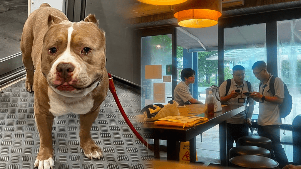 漁護署接投訴調查犬隻品種 十歲老狗被指屬危險狗隻須絕育