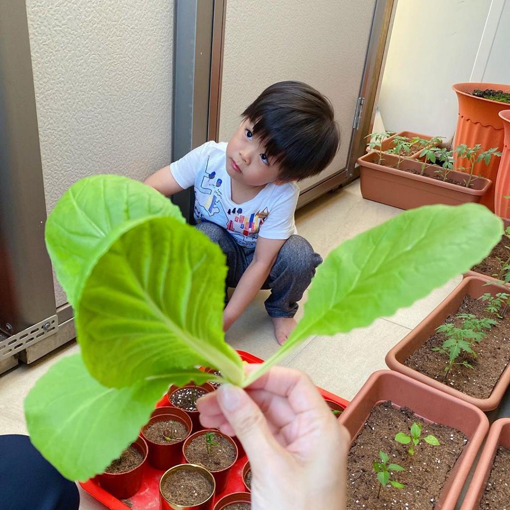 黎諾懿與兒子在露台及天台種植植物。
