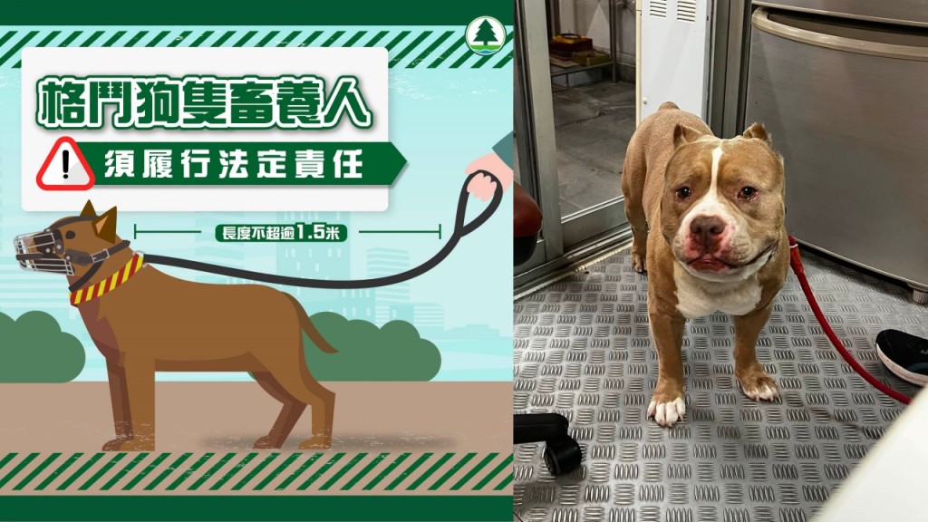 赤柱食肆犬隻被帶走 漁護署鑑定為比特鬥牛㹴 狗主須完成絕育及培訓