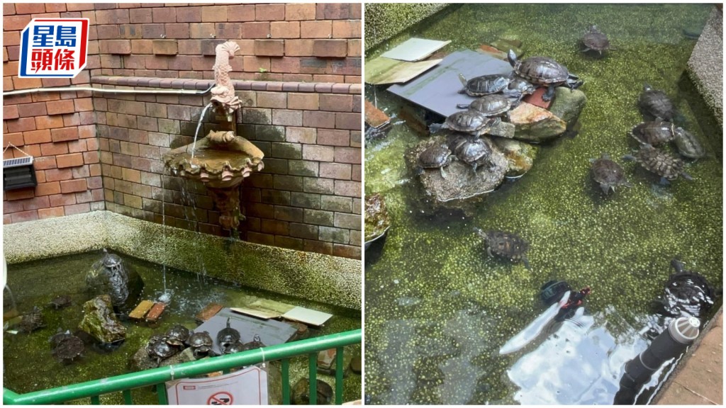 錦英苑水池龜隻狀況良好 管理處加裝閉路電視監察
