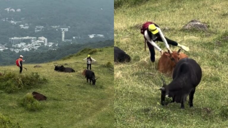 馬鞍山遠足者騷擾流浪牛作勢騎背 動物團體籲市民遇事應報警