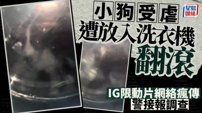 網傳小狗被放入洗衣機翻滾片段 警方調查指涉事用戶稱屬轉載