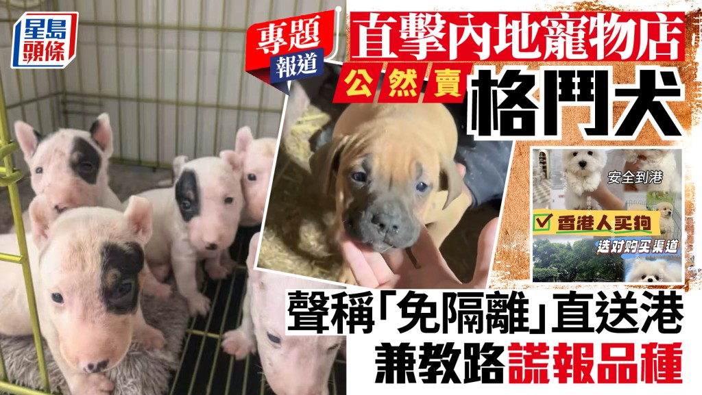 內地寵物店涉走私格鬥犬來港 教唆虛報品種規避法例