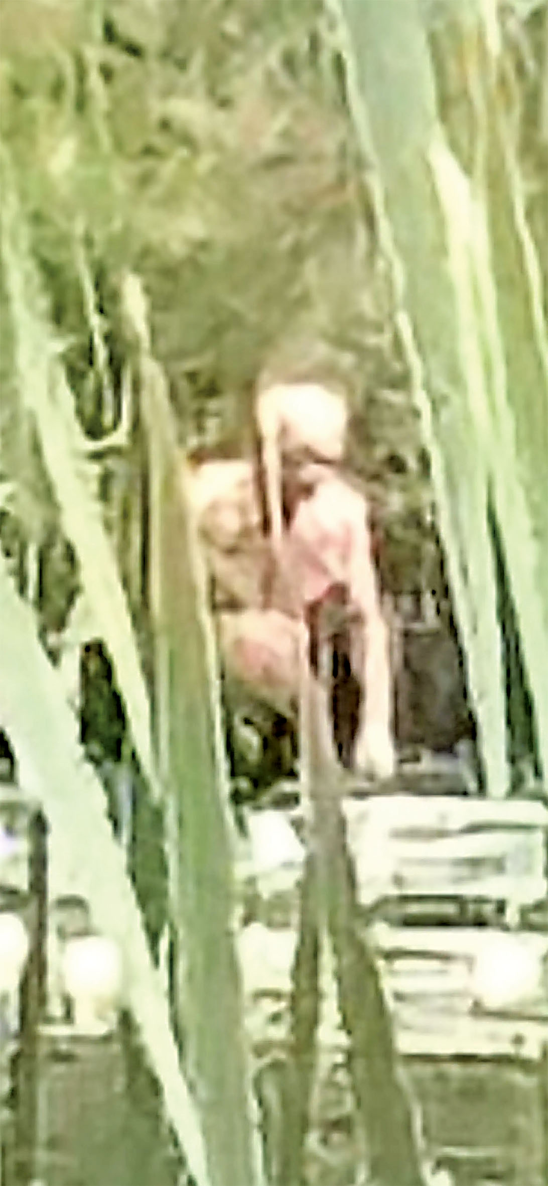 一名女子在奧農多加縣拍攝到一張疑似「大腳怪」的照片。大腳怪研究組織臉書圖片