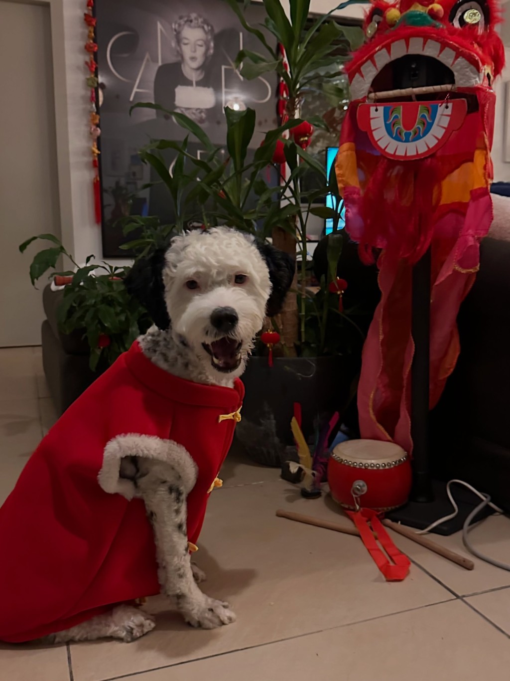 貝安琪的狗狗樣子可愛。
