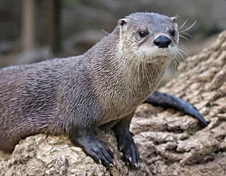 水瀨看起來可愛無害,會在感到受威脅時發動攻擊。沙加緬度動物園