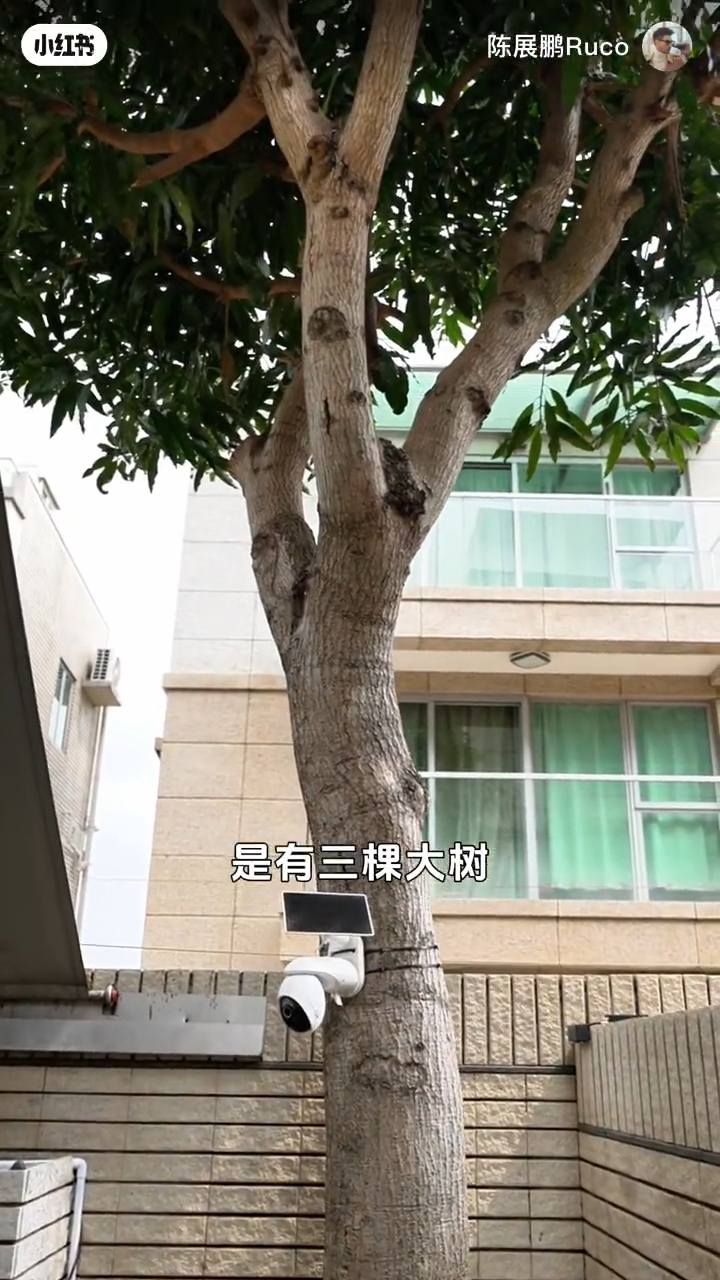屋外種植了大樹。