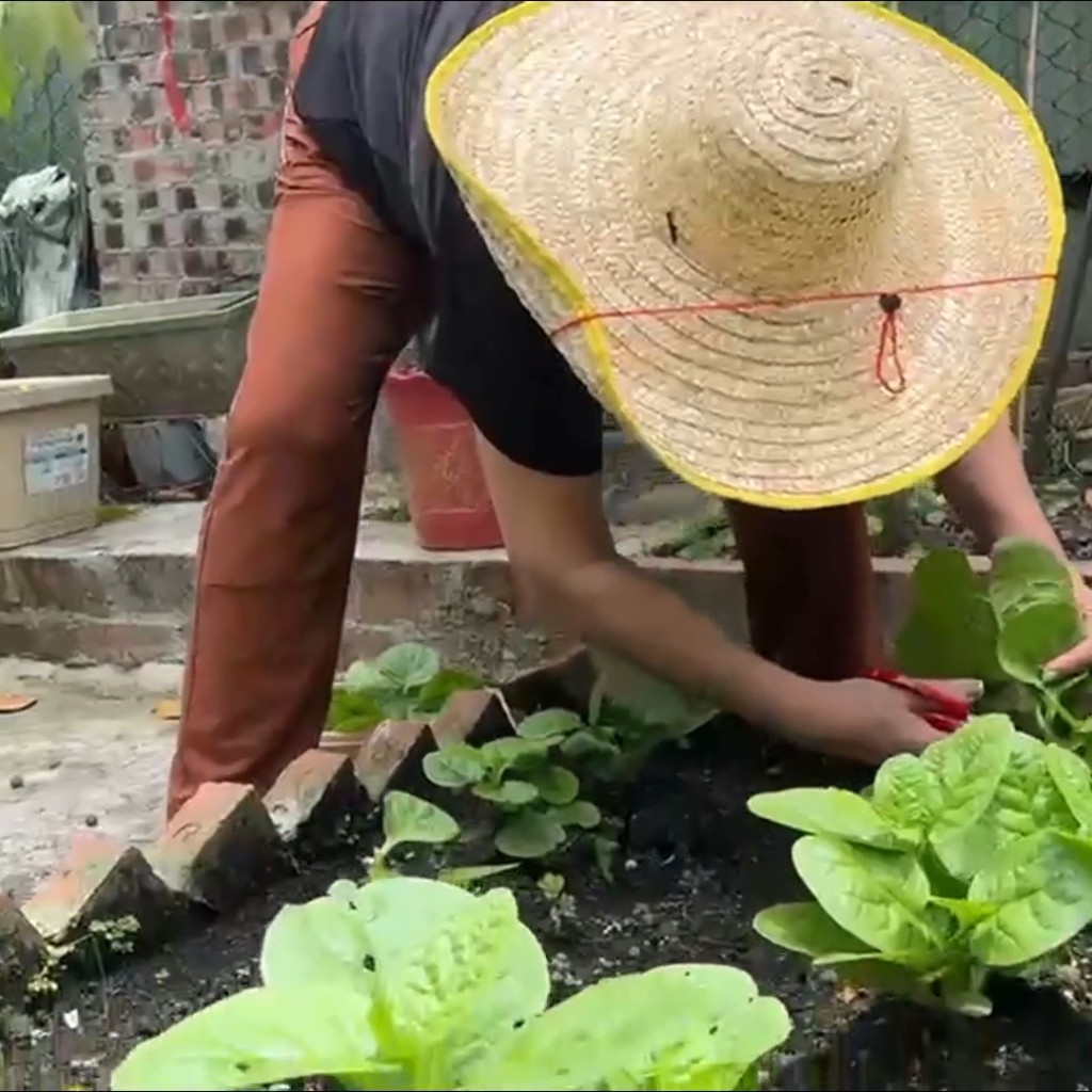 肥媽親自到花園採摘自己種植的有機菜。