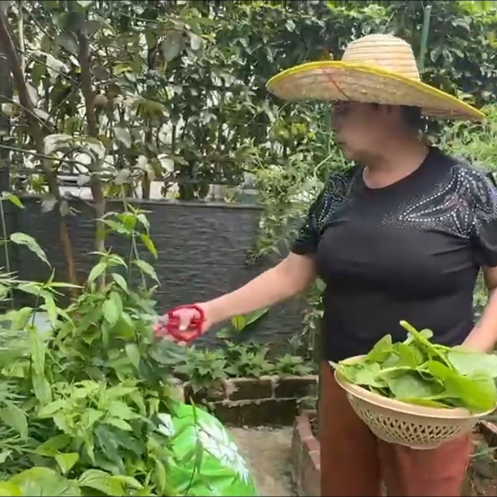 肥媽親自落手收割農作物，實踐自給自足。