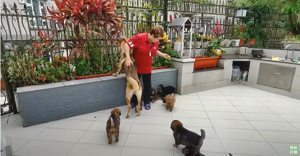 肥媽的愛犬以往常在花園中跑跳玩耍。