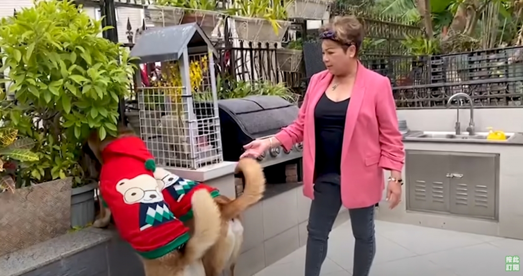 愛犬以往常在花園中跑跳玩耍。