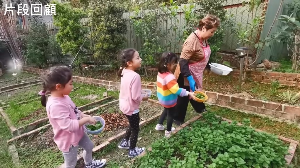 肥媽帶著孫女一同收割農作物，享受天倫之樂。