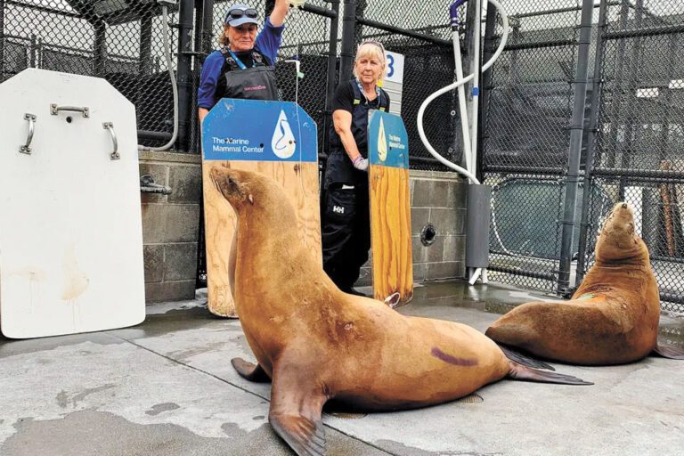今年海獅中毒事件激增，圖為海洋哺乳動物中心照料病倒的海獅。海洋哺乳動物中心