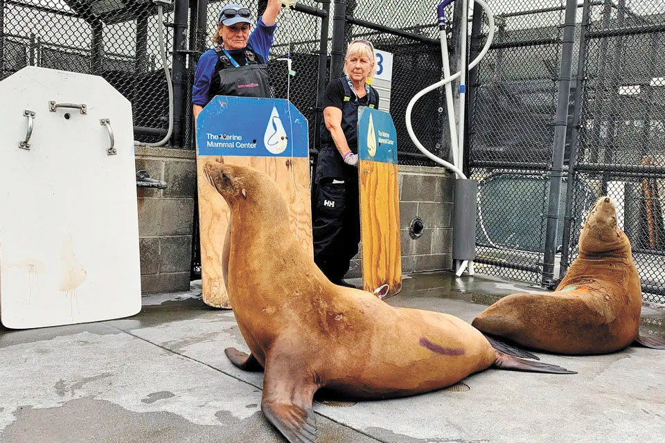 今年海獅中毒事件激增，圖為海洋哺乳動物中心照料病倒的海獅。海洋哺乳動物中心