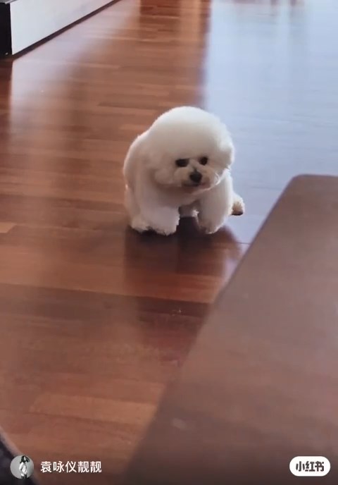 袁詠儀曾分享愛犬在家中木地板上玩耍的影片,讓粉絲窺見其寬敞家居。