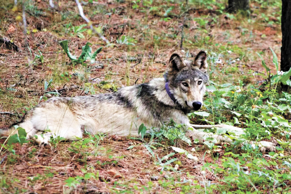 一頭灰狼2021年在優山美地國家公園附近出現。加州魚類野生動物局/美聯社資料圖片