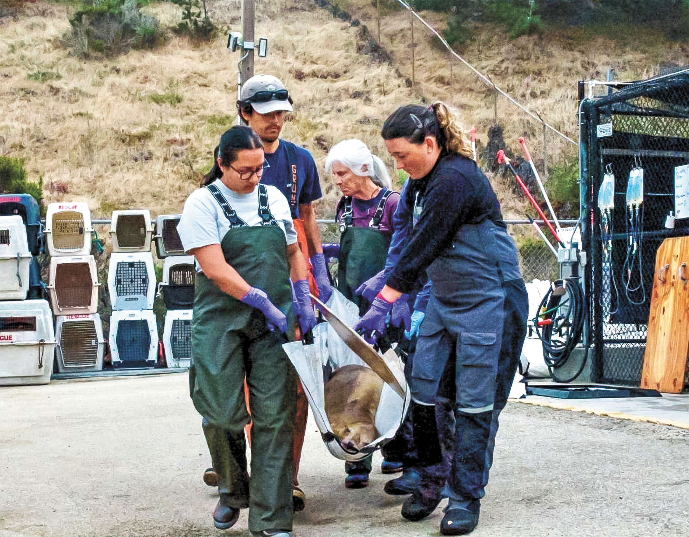 海洋哺乳動物中心工作人員8月初運送一頭生病海獅前往救治。海洋哺乳動物中心