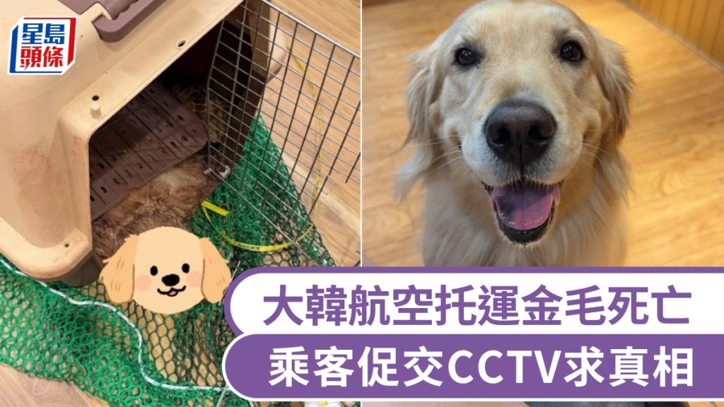大韓航空寵物托運事故 廣州飛仁川金毛犬死亡 狗主要求公開監控