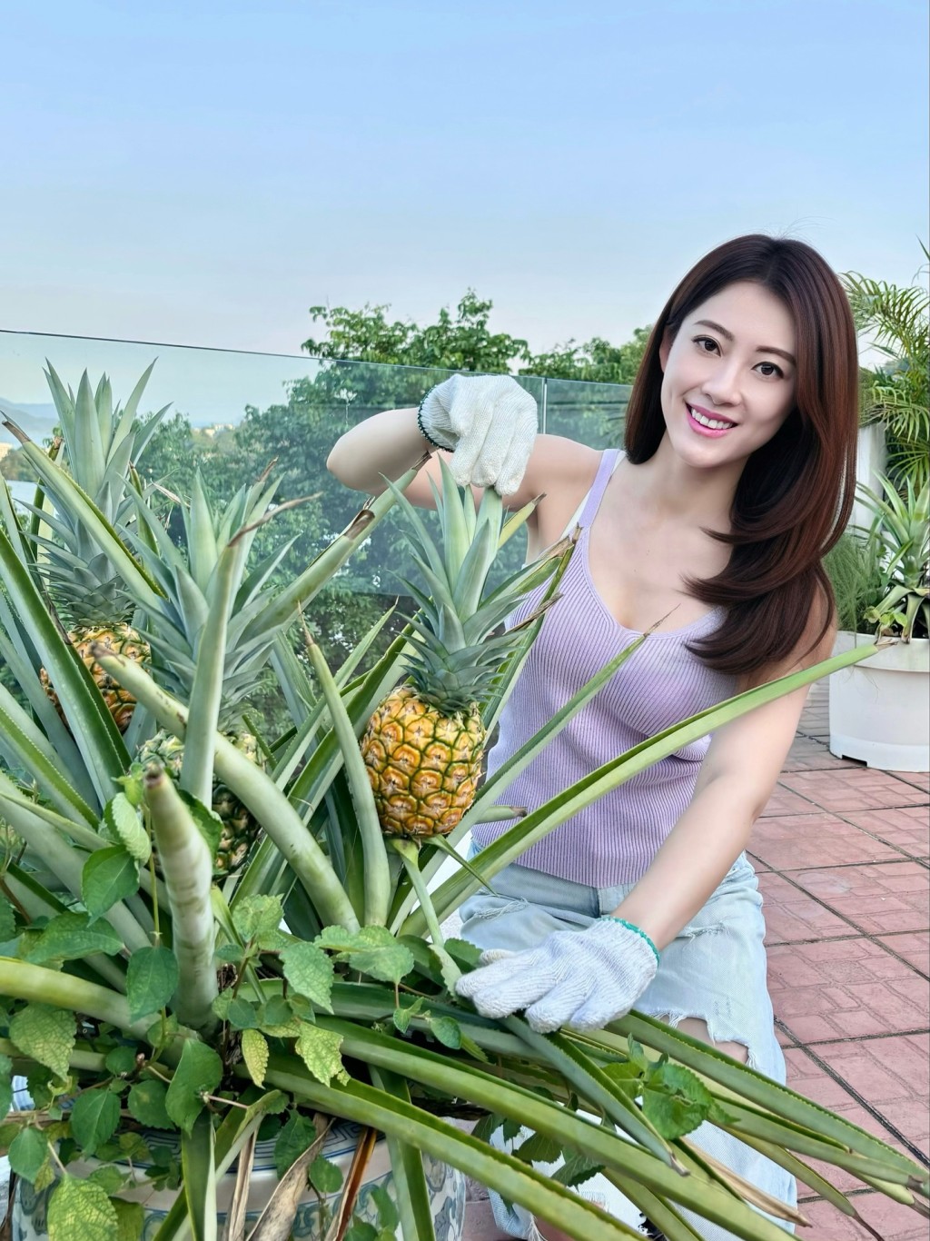 謝芷倫戴上手套親自摘取菠蘿。