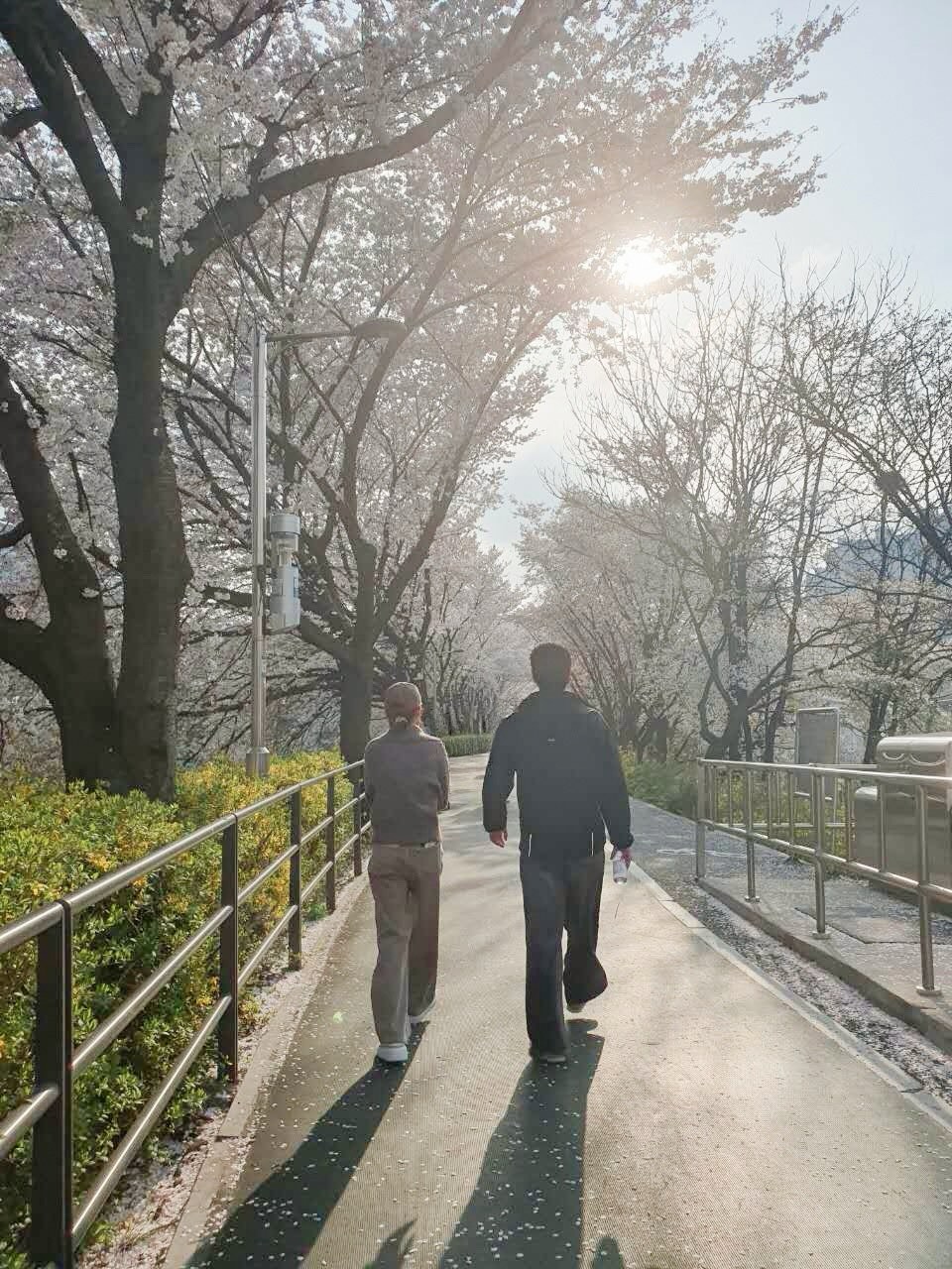 何超蓮與竇驍在櫻花樹下散步。