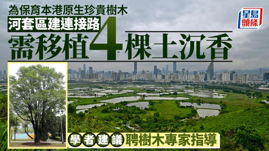 河套區東面連接路工程啟動 為保育原生土沉香展開移植計劃