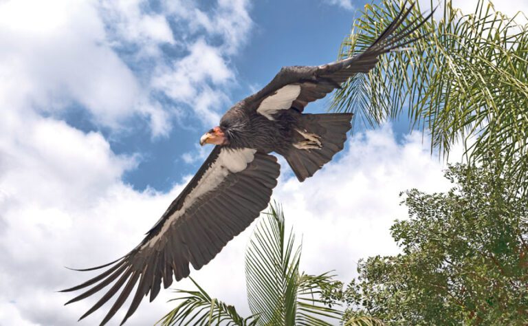 一隻加州神鷲（California condor）在洛杉磯動物園展翅飛翔。美聯社資料圖片