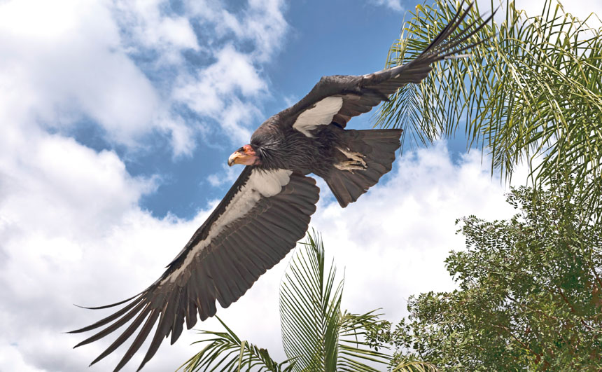 一隻加州神鷲(California condor)在洛杉磯動物園展翅飛翔。美聯社資料圖片