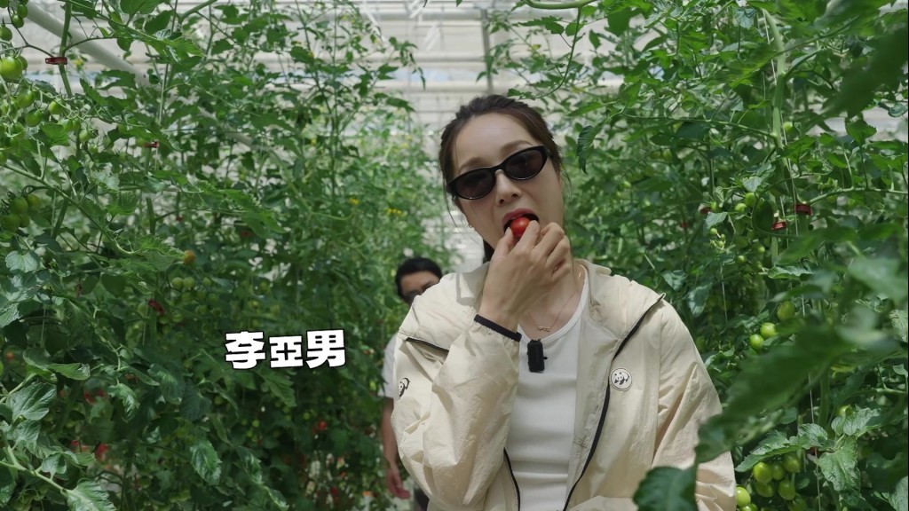 李亞男在節目中體驗農家樂，親自採摘番茄。