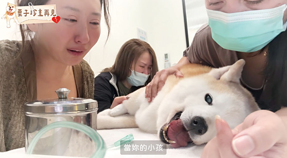 ■薔薔淚別愛犬。網上圖片