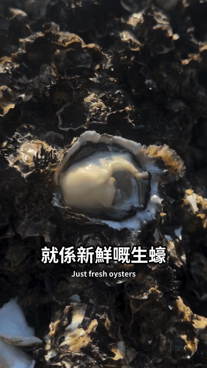 在石灘上發現的野生蠔，被左治視為新鮮食材。