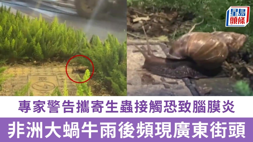 廣東雨後現非洲大蝸牛 專家警告寄生蟲可致腦膜炎