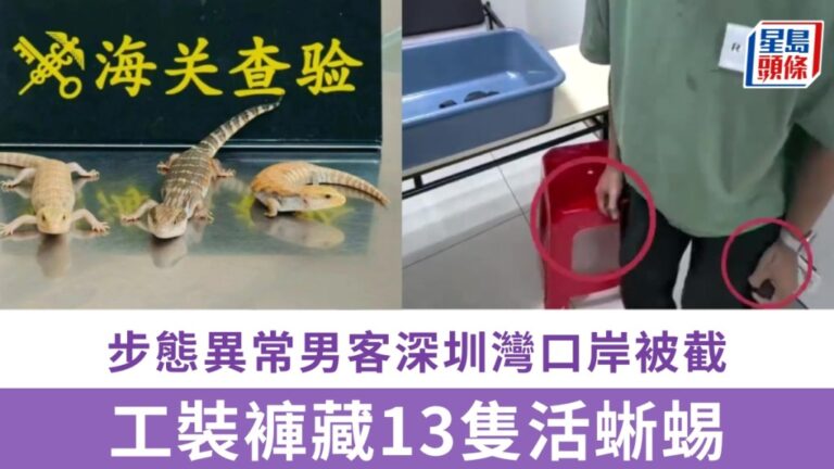 深圳灣海關截獲北上男子 工裝褲暗袋藏13隻活蜥蜴
