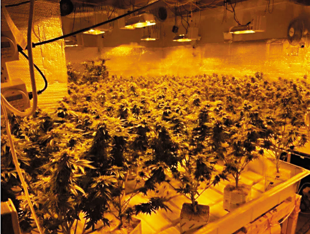華女在住家內的大麻種植場。