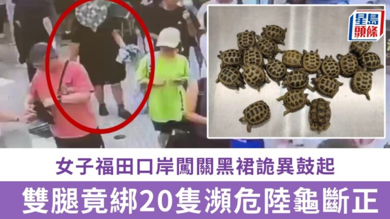 深圳福田口岸截獲走私瀕危陸龜案 女子雙腿綁藏20隻活龜闖關