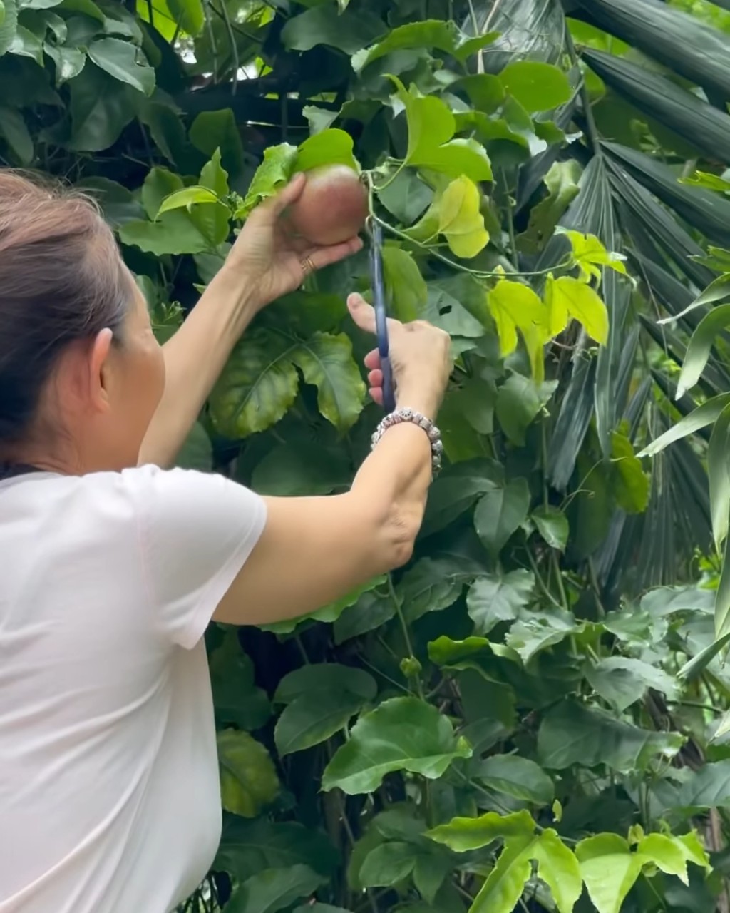 林明禎母親擁有私人果園,種植了多種植物。
