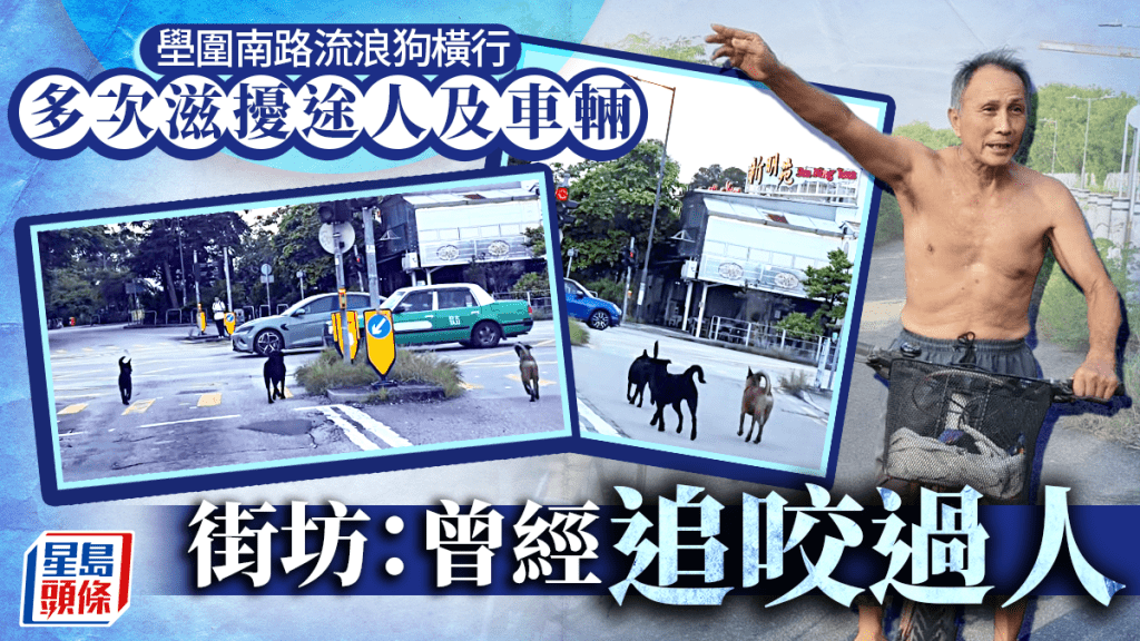 元朗單車女遭狗襲擊死亡 壆圍南路流浪狗問題引關注