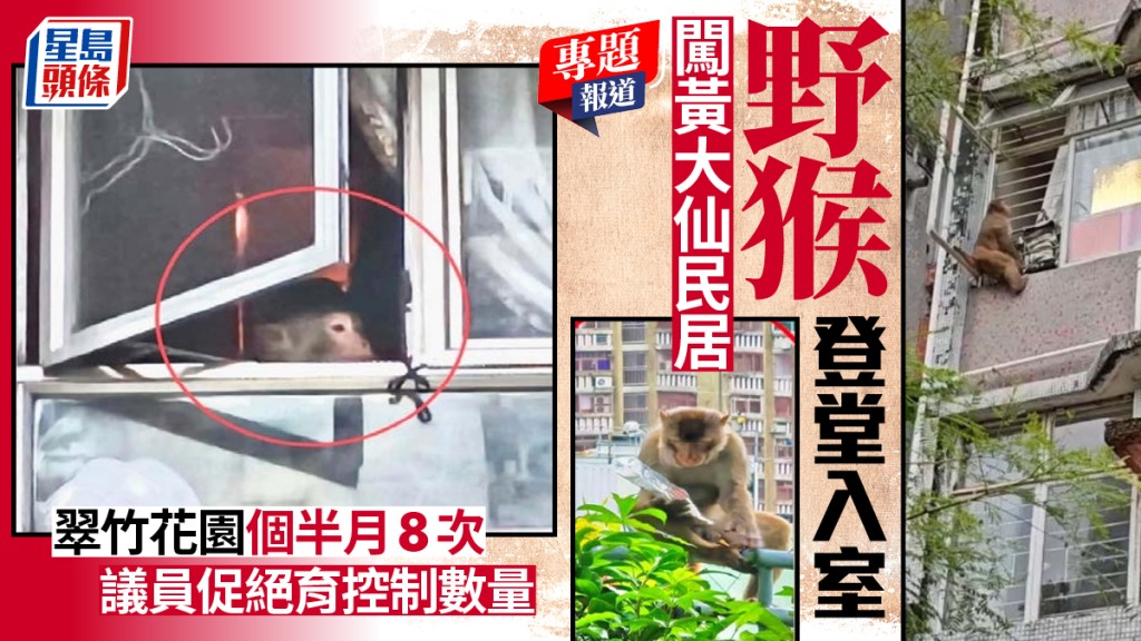 黃大仙區野猴頻繁入侵民居 議員倡議絕育控制數量